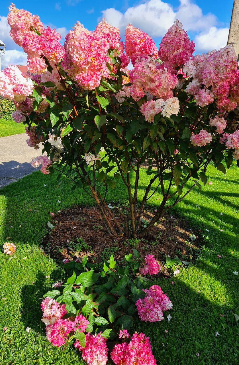 Гортензия метельчатая (Hydrangea paniculata) Vanille Fraise • ЦВЕТЫ и КУСТЫ